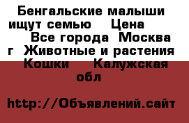 Бенгальские малыши ищут семью) › Цена ­ 5 500 - Все города, Москва г. Животные и растения » Кошки   . Калужская обл.